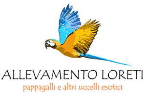 Allevamento Pappagalli Loreti