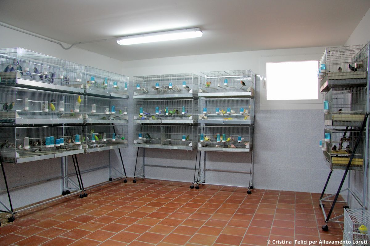 Sala uccelli esotici e pappagalli di piccola taglia