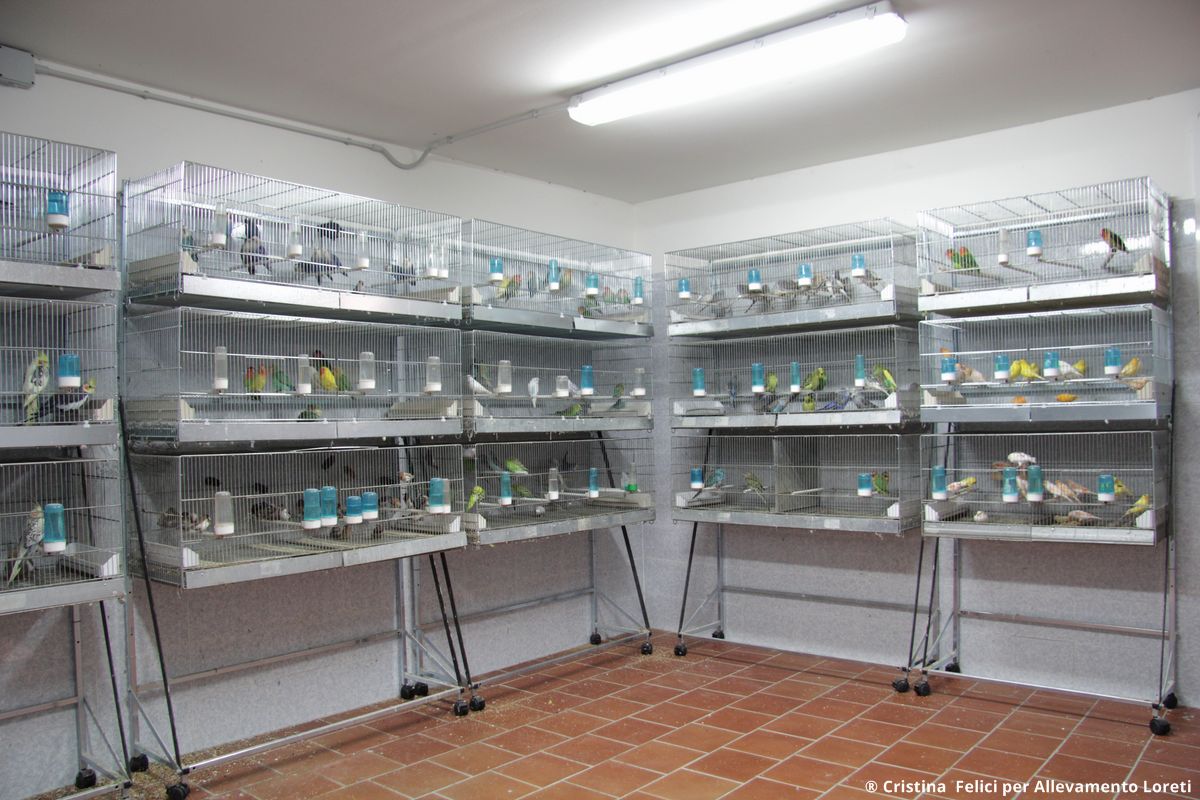 Sala uccelli esotici dell'allevamento Loreti