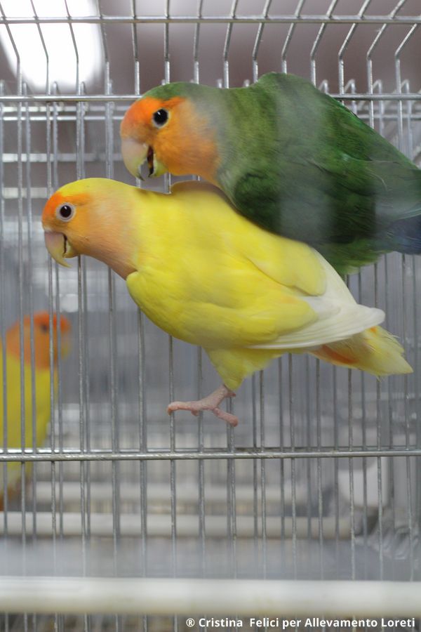 Agapornis Roseicollis faccia arancio e lutino faccia arancio