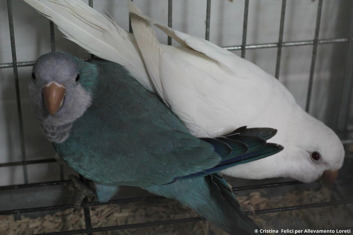 Parrocchetti Monaci mutazione blu e albino