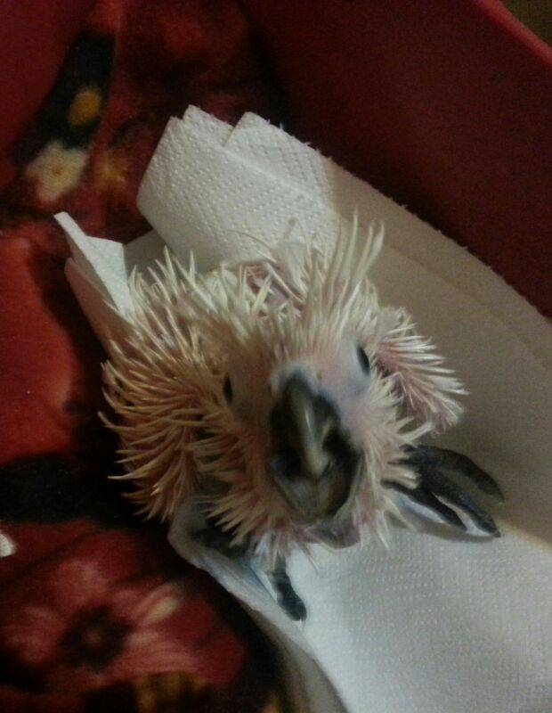 Pappagallo Cacatua Alba di 30 giorni circa