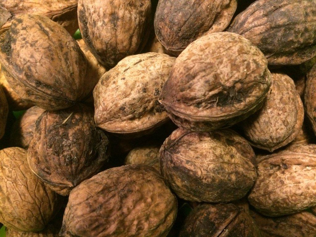 Noci