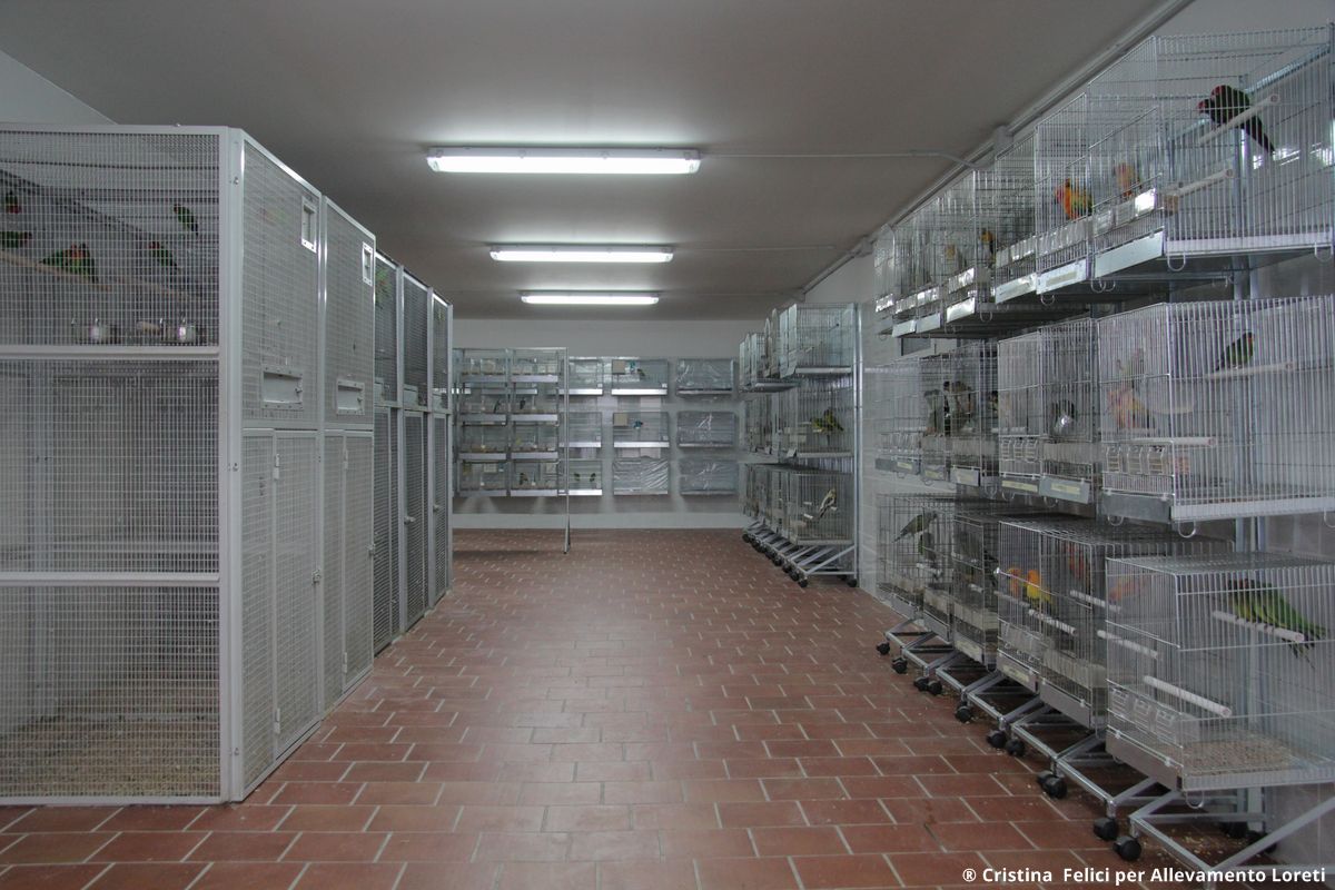 Allevamento, sala interna