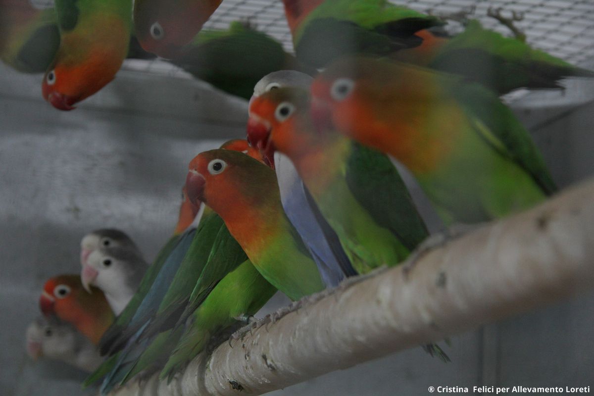 Agapornis Fischeri ancestrali e mutati