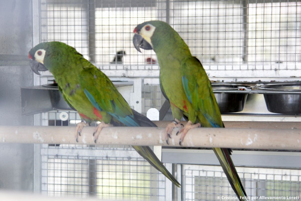 Coppia di Ara Maracanà