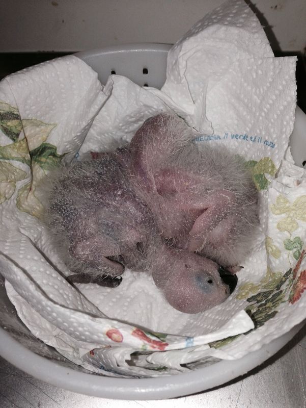 Due cuccioli di cenerino di 18 giorni circa