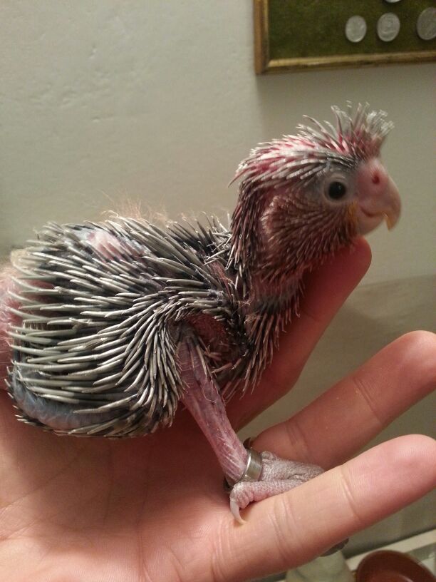 Pappagallo Cacatua Rosecapilla di circa 30 giorni