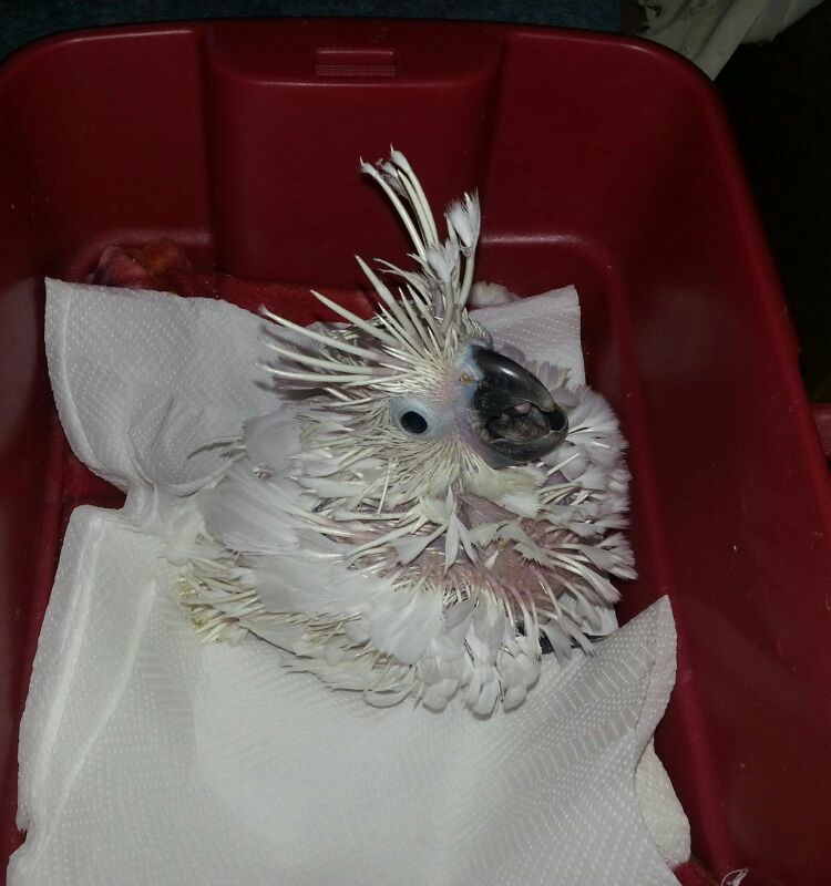 Cacatua Alba di 40 giorni circa