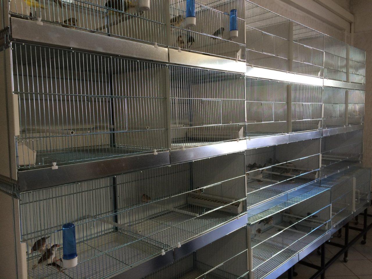 Esempio di allestimento struttura per negozi (l'oasi degli animali- Ladispoli- Roma)